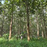 1,1 Juta Hektare Hutan di Jawa Hilang, Paru Paru Jawa Terancam