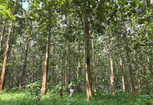 1,1 Juta Hektare Hutan di Jawa Hilang, Paru Paru Jawa Terancam